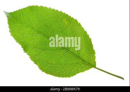 single leaf of cherry tree isolated over white background Stock Photo