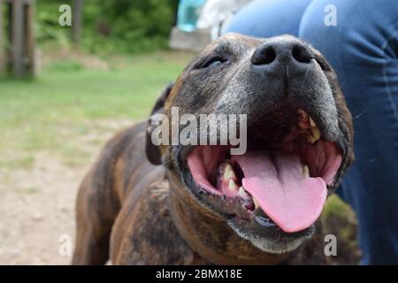 Happy Smiling Dog in a Park Stock Photo