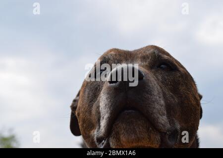Dramatic Dog Portrait Against Blue Sky Stock Photo