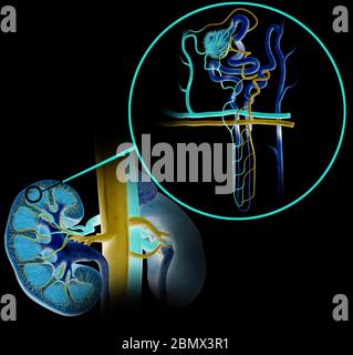 3D Illustration of the structure of a nephron, the basic structural and functional unit of the kidney Stock Photo