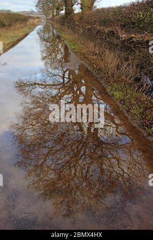 Trees reflected in flooded track around Holt near Wrexham Stock Photo