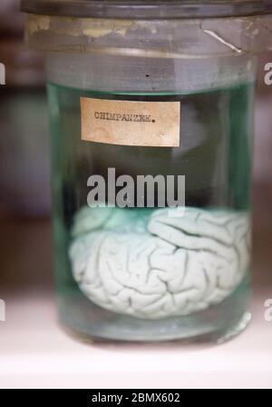 An old glass jar labeled "CHIMPANZEE" is filled with a greenish liquid and a preserved brain at the Cornell Museum of Vertebrates in Ithaca, NY, USA Stock Photo