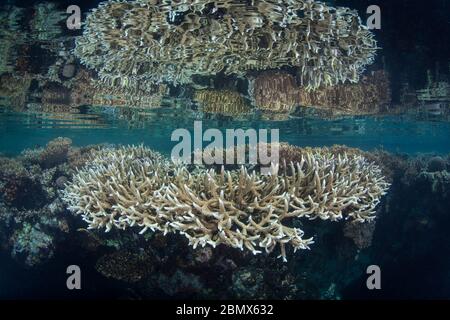 Fragile, reef-building corals thrive in shallow water in Raja Ampat, Indonesia. This region is probably the world's epicenter for marine biodiversity. Stock Photo
