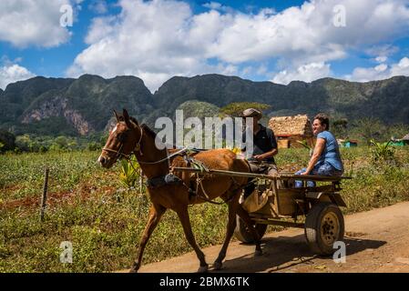 Horse driven cart on the red earth dirt road in the Vinales Valley, known for its unique limestone cliff formations called mogotes. Cuba Stock Photo