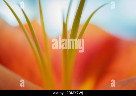 Abstract close up of  lily flower Stock Photo