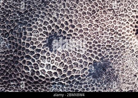 Closeup of corals (pattern - black/white) Stock Photo