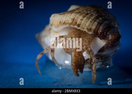 Hermit crabs inhabit a scavenged mollusc shell, like these specimens collected by scientists doing benthic sampling of the Indian Ocean seafloor. Stock Photo