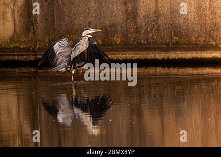 Heron reflecting in the water, next to a bridge at Poolsbrook park, Chesterfield, U.K. Stock Photo