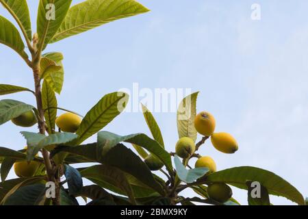 Loquats or japanese medlars are growing on tree with blue clear sky Stock Photo