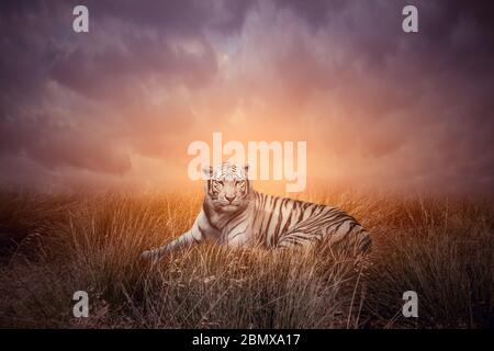 Tiger in grass during sunset. White bengal tiger or Panthera tigris in natural habitat. Stock Photo