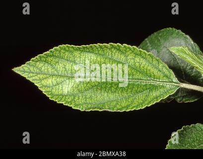 Interveinal chlorosis a symptom of manganese deficiency on an apple leaf Stock Photo