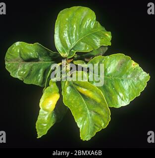 Citrus rust mite (Phyllocoptruta oleivora) blister damage visible on the upper side of lemon leaves, Sicily, Italy Stock Photo