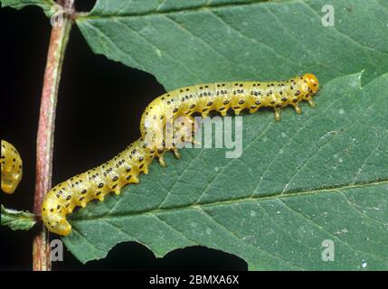 Mountain ash sawfly larva (Pristiphora geniculata) larvae feeding on damaged rowan (Sorbus aucuparia ) leaf Stock Photo