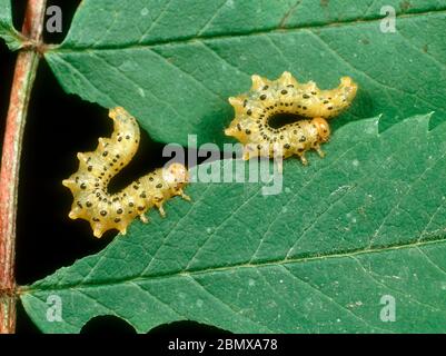 Mountain ash sawfly larva (Pristiphora geniculata) larvae alarmed on adamaged rowan (Sorbus aucuparia ) leaf Stock Photo