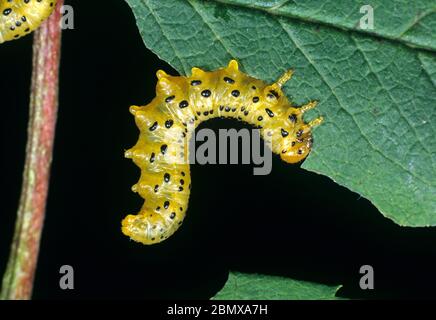 Mountain ash sawfly larva (Pristiphora geniculata) alarmed larva on damaged rowan (Sorbus aucuparia ) leaf Stock Photo