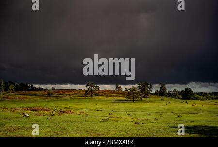 UK weather,  very dark thunder storm clouds approach over the New Forest heathland England causing a spectacular contrast of dark and light. Stock Photo