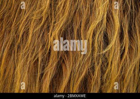 Background Texture Of The Wild Red Hair Of A Scottish Highland Cow Stock Photo