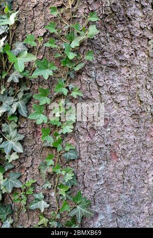 Winding ivy with green leaves crawling up the tree Stock Photo