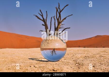 A glass ball in the desert in front of a dying tree Stock Photo