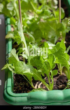 Young lettuce leaves in a long box for seedlings. Growing plants at home. Shallow depth of field. Vertical. Stock Photo