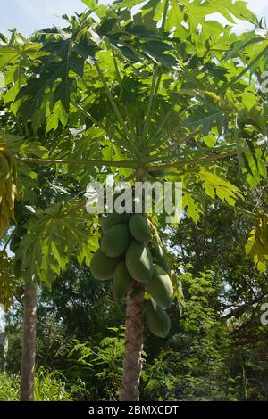 Mango ripen on a tree in Thailand on the island of Phuket. Harvest. Tropics. Exotic fruits Stock Photo