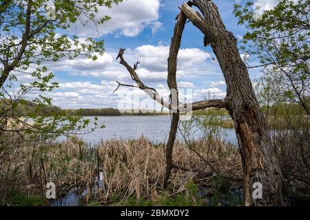 Large misshapen tree on the shores of Goose Lake in Elm Creek Park Reserve in Maple Grove, Minnesota Stock Photo