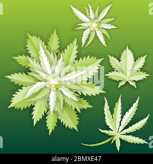 set of Marijuana or cannabis vector leaf Stock Vector