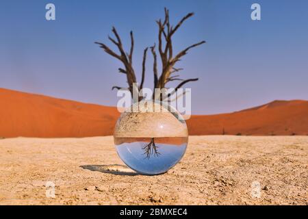 A glass ball in the desert in front of a dying tree Stock Photo
