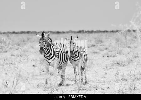 2 zebra's in black and white in Namibia Stock Photo