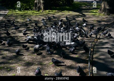 Pigeons in St Stephens Green, Dublin city, Ireland. Stock Photo