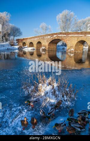 Hungry ducks on the ice at Pershore Old bridge, Worcestershire, England Stock Photo