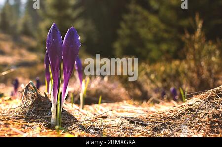Alpine flowers. Two newborn violet crocus flowers coming up from under the of fallen leaves close up showing first hints and feeling of approaching Stock Photo