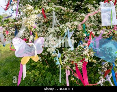 Wish tree hawthorn covered in May blossom colourful ribbons and wishes on the Downs in Bristol during the Corinavirus pndemic of 2020 Stock Photo