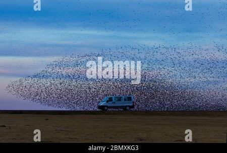 A mini bus driving through a flock of starlings in Cornwall Stock Photo