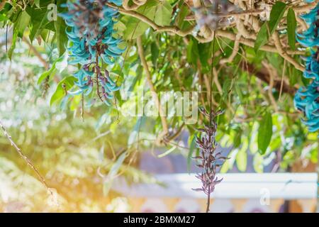 Beautiful blue purple of Tiger claw flowers in Dalat, Vietnam Stock Photo