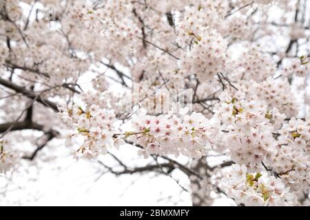Cherry Blossom in bloom in Central Park, New York City.