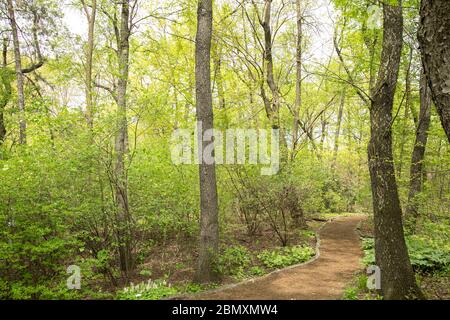 Spring in the Hallett Nature Sanctuary in Central Park, New York City. Stock Photo