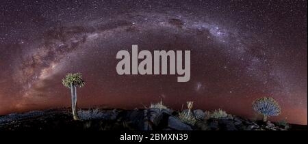 quiver tree and milkyway night photography, nightscape Stock Photo