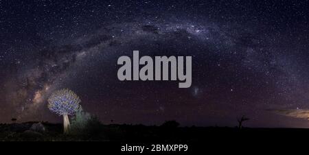 quiver tree and milkyway night photography, nightscape Stock Photo