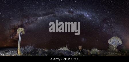 quiver tree and milkyway night photography, nightscape Stock Photo