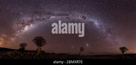 quiver tree and milkyway night photography, nightscape Stock Photo