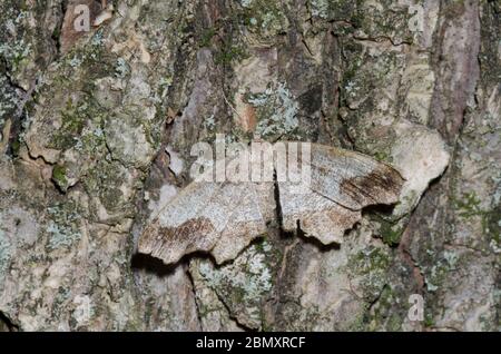 One-spotted Variant, Hypagyrtis unipunctata, camouflaged on tree bark Stock Photo
