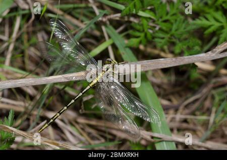 Sulphur-tipped Clubtail, Phanogomphus militaris, female