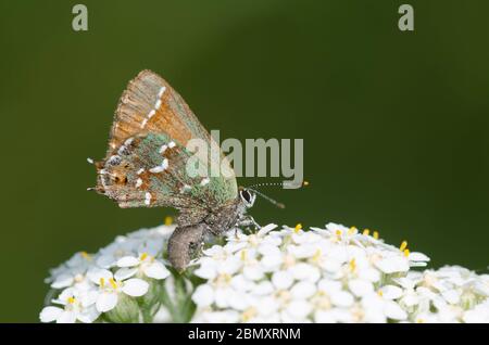 Juniper Hairstreak, Callophrys gryneus, showing possible predator strike, perched on yarrow, Achillea millefolium