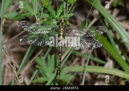 Sulphur-tipped Clubtail, Phanogomphus militaris, female