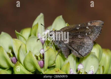 Outis Skipper, Cogia outis, nectaring on green milkweed, Asclepias viridis Stock Photo