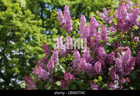 Cracow. Krakow. Poland. Common lilac (Syringa vulgaris). Stock Photo