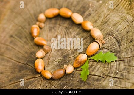 Heart made of fresh brown Oak nuts - Acorn - on textured background of cutted stump. Design element for autumn love, Valentine's Day, Mother's Day and Stock Photo