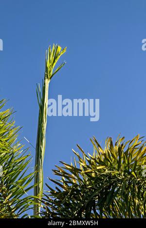 new frond growing, Foxtail Palm, close-up, tree, Wodyetia bifurcata, nature, bright green, tropical, USA, Florida, spring Stock Photo