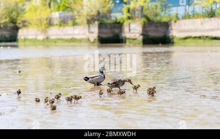 An Adorable Family of Ducks Enjoying a Beautiful Day in New York City. Stock Photo